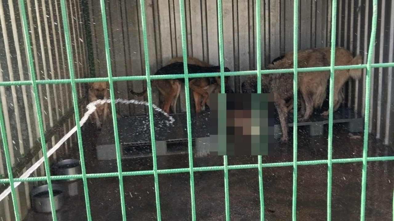 Gemlik'te hayvan bakım evinde aç bırakılan köpekler, ölen köpeği yedi