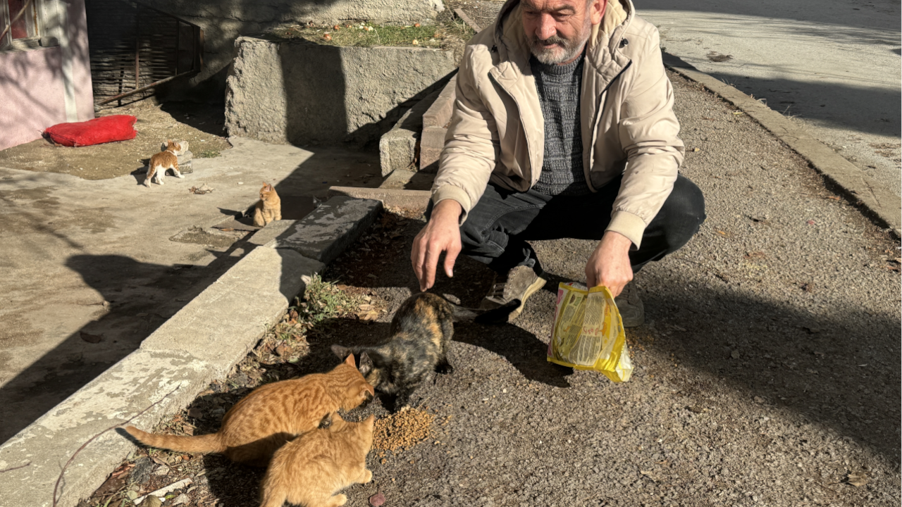 Yozgatlı esnaf, kedi yavrularının güzelliğine tav oldu