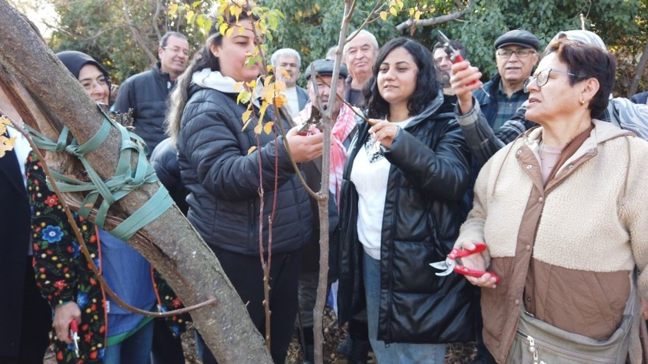 Denizli'de ağaçlara gönüllüler budama ve aşılama yaptı