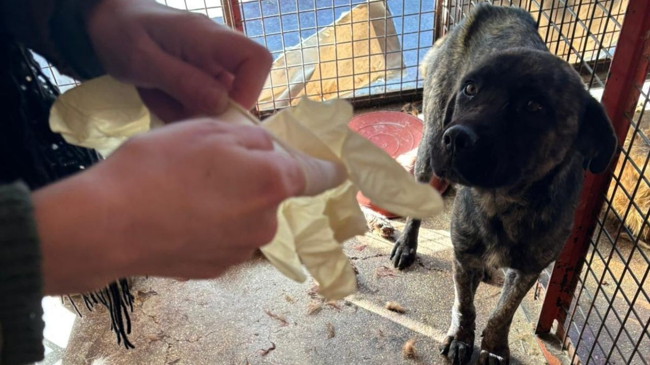 'Mamak'ta barınakta aç kalan köpeklerin birbirlerini parçaladı'