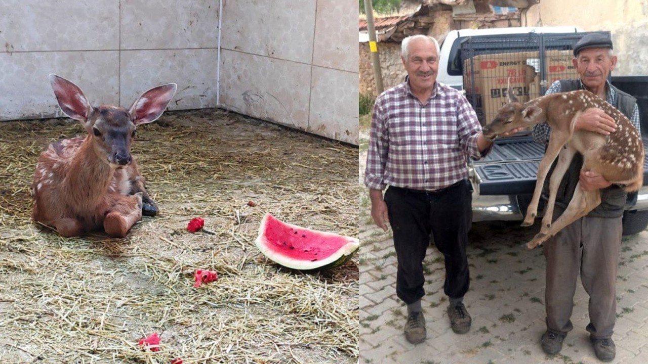 Yaralı kızılgeyik yavrusu, koruma altına alındı