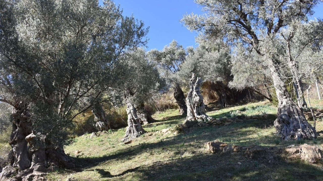 İzmir'de 2 bin yıllık ağaçlarda geleneksel yöntemle zeytin hasadı