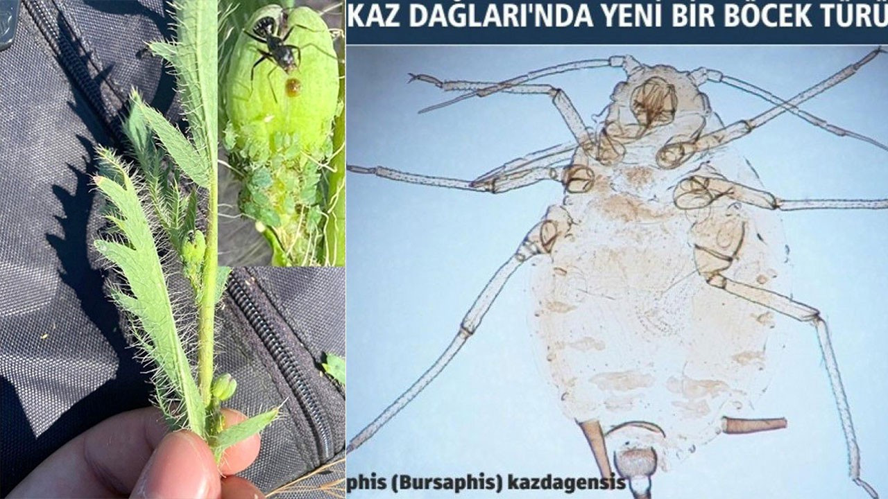 Kaz Dağları'nda yeni bir böcek türü keşfedildi