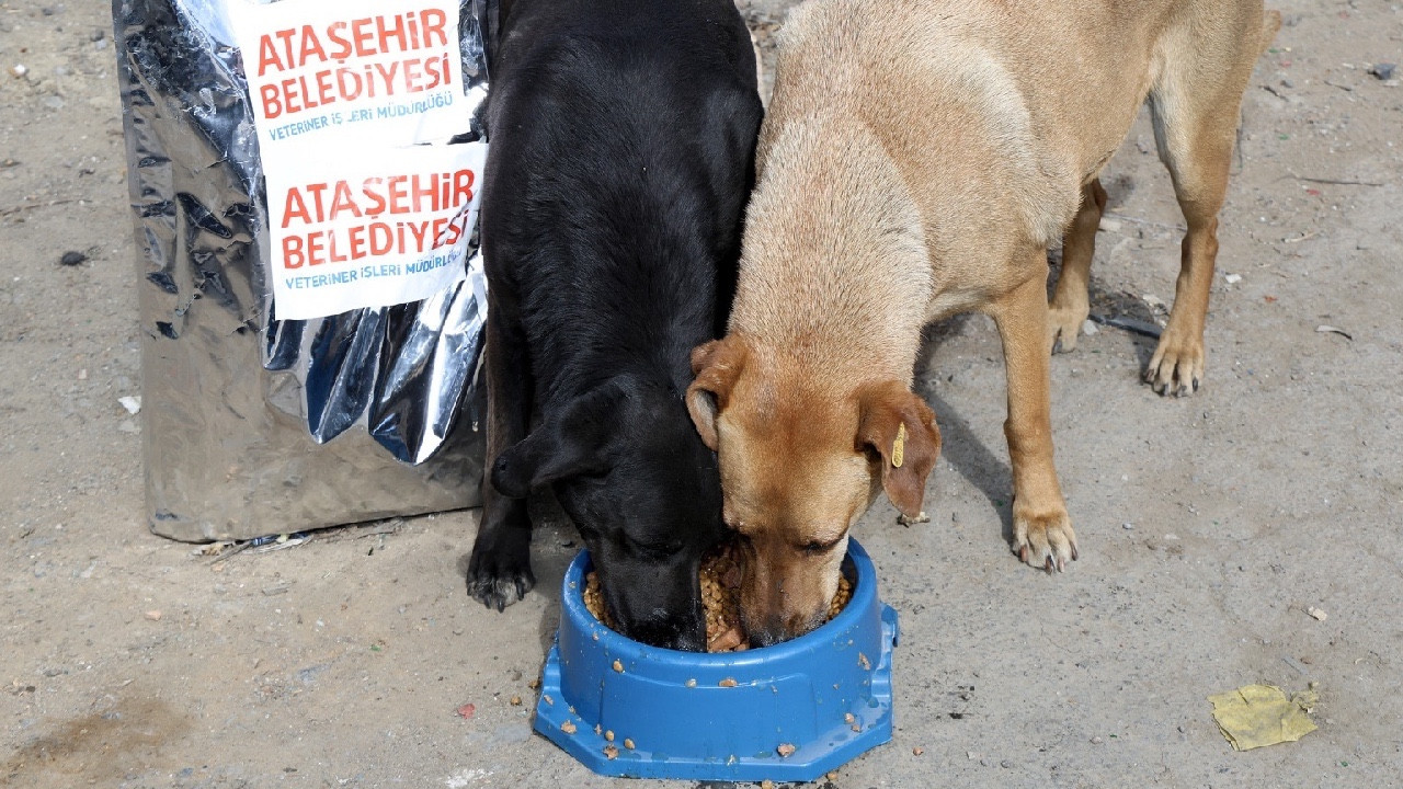 Ataşehir Belediyesi'nden sahiplenilen sokak köpeklerine 1 yıl destek