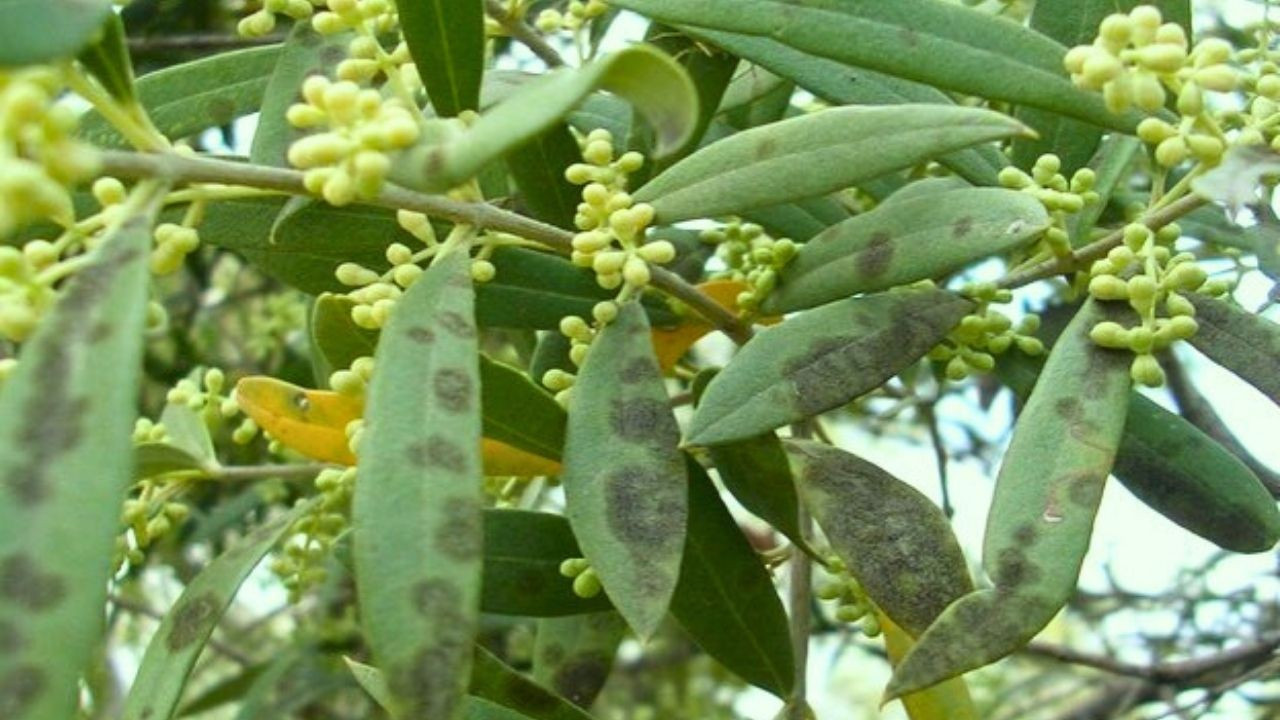 Aydın'da zeytin ağaçlarında 'halkalı leke' hastalığı yayılıyor