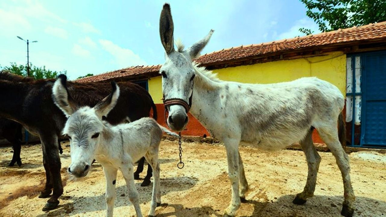 Markalar  ifşa edilirken vahim soru: 22 bin at, eşek ve katır nerede?