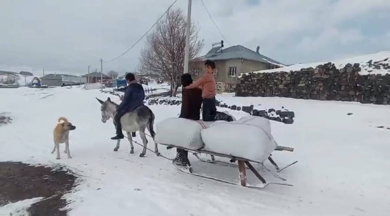 Bitlis'te yoğun kar yağışı hayvan yetiştiricilerini olumsuz etkiledi