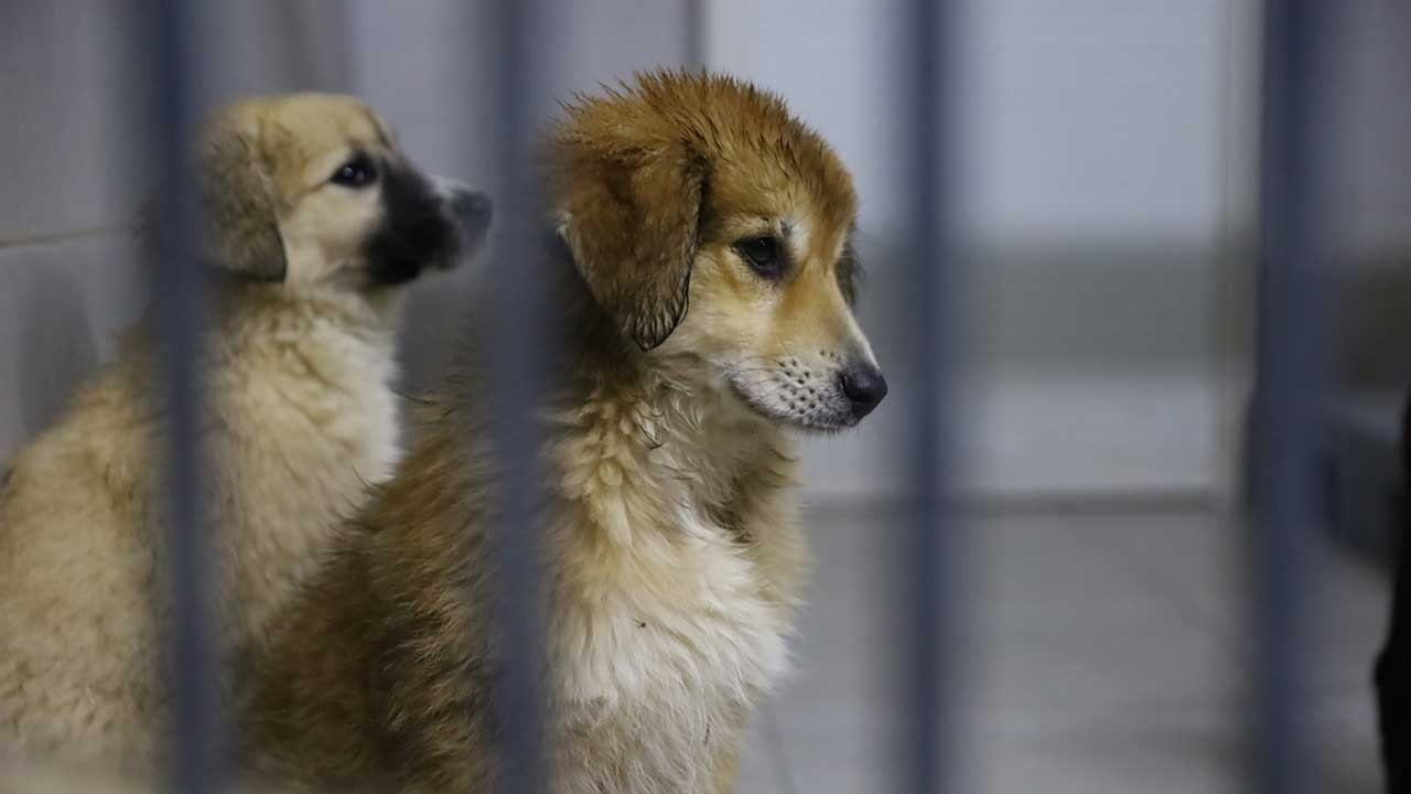 Bursa'da sokak hayvanlarını sahiplenenlere aşı ve mama desteği