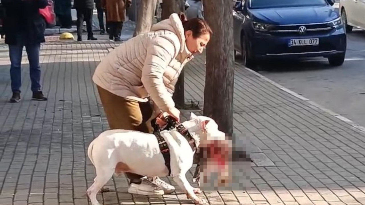 Avcılar'da kediyi öldüren pitbull cinsi köpeğin sahibi gözaltında