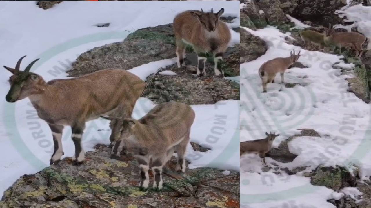 Dağ keçileri karlı arazide yiyecek ararken görüntülendi