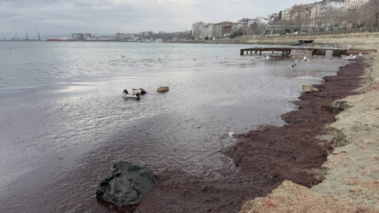 Tekirdağ'da sahil kırmızı yosunla kaplandı