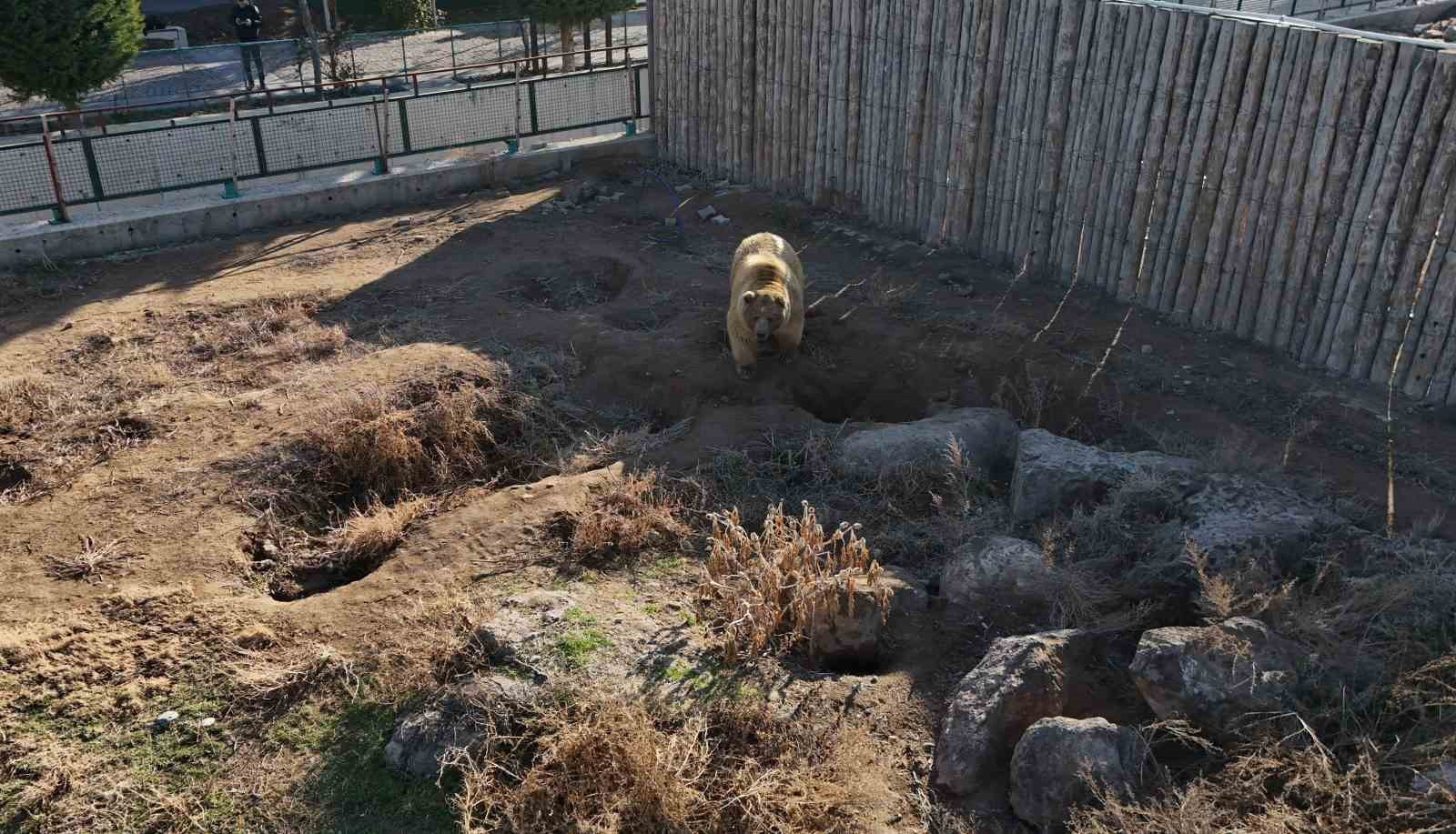 Kayseri hayvanat bahçesindeki ayılar kış uykusunu unuttu