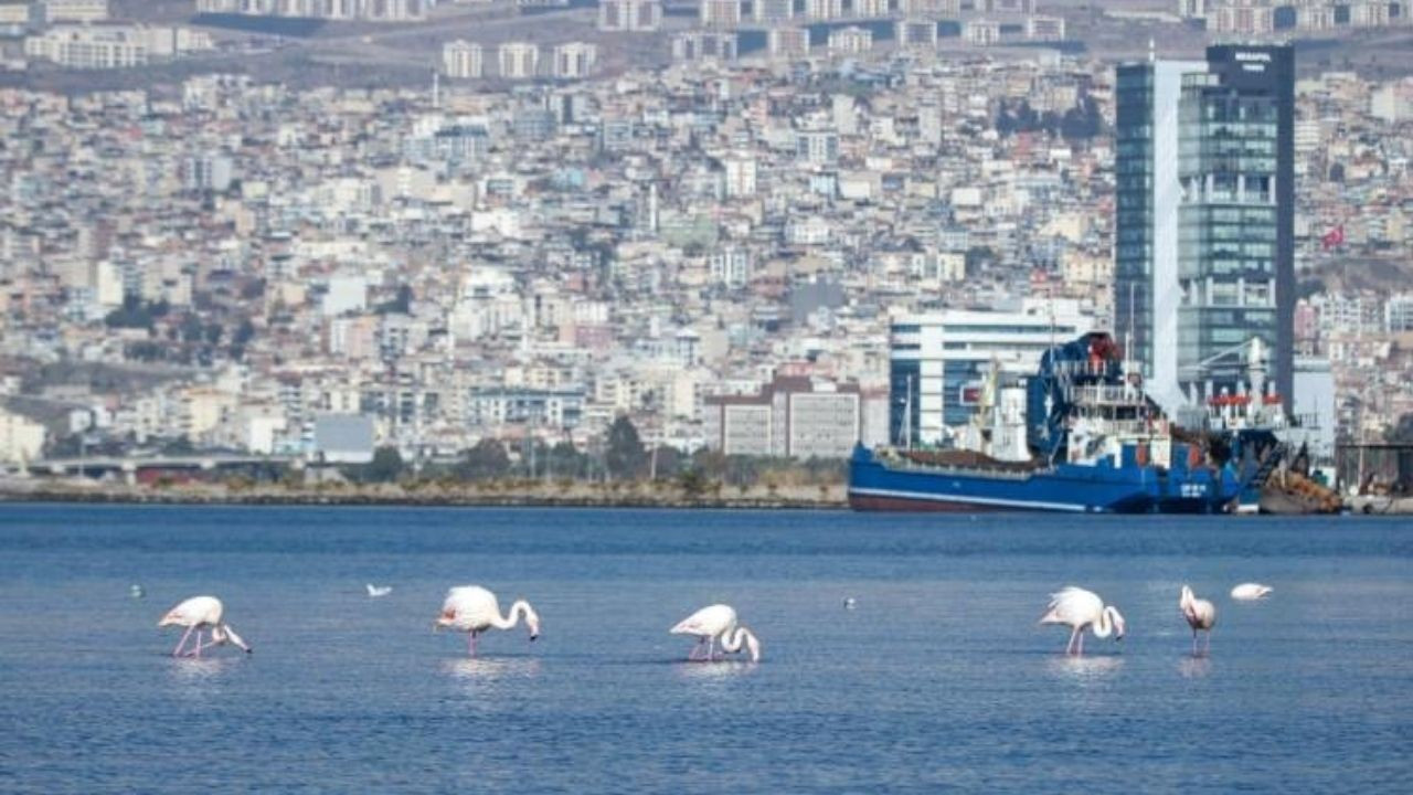 İzmir Körfezi temizlendi, flamingolar ve pelikanlar geri döndü