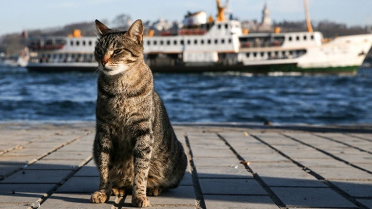 Türkiye'nin kedileri dünya gündeminde: Bu yakınlık beni büyülüyor - Sayfa 4