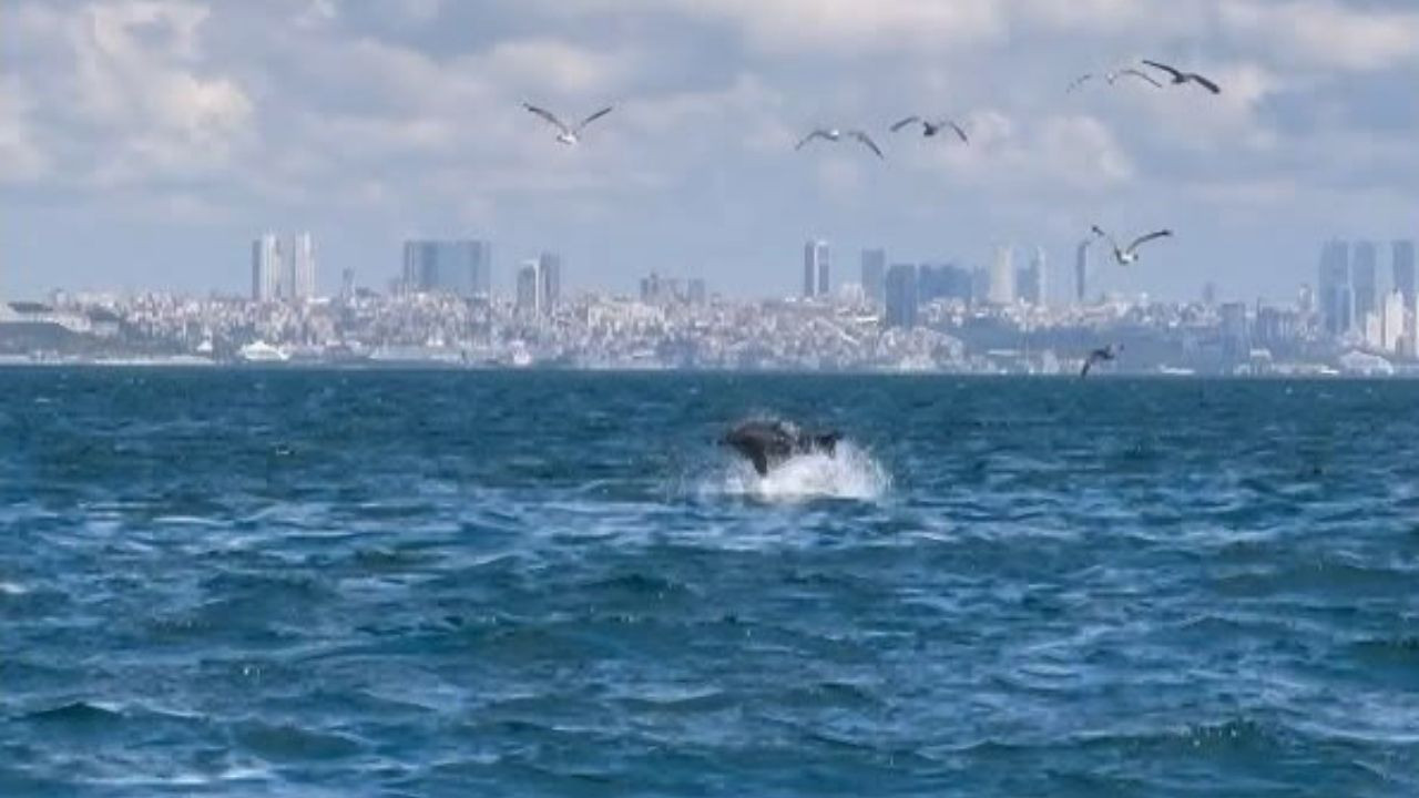 Marmara Denizi'nde çekilen görüntüler bilimsel makaleye konu oldu, dünyayla paylaşıldı - Sayfa 3