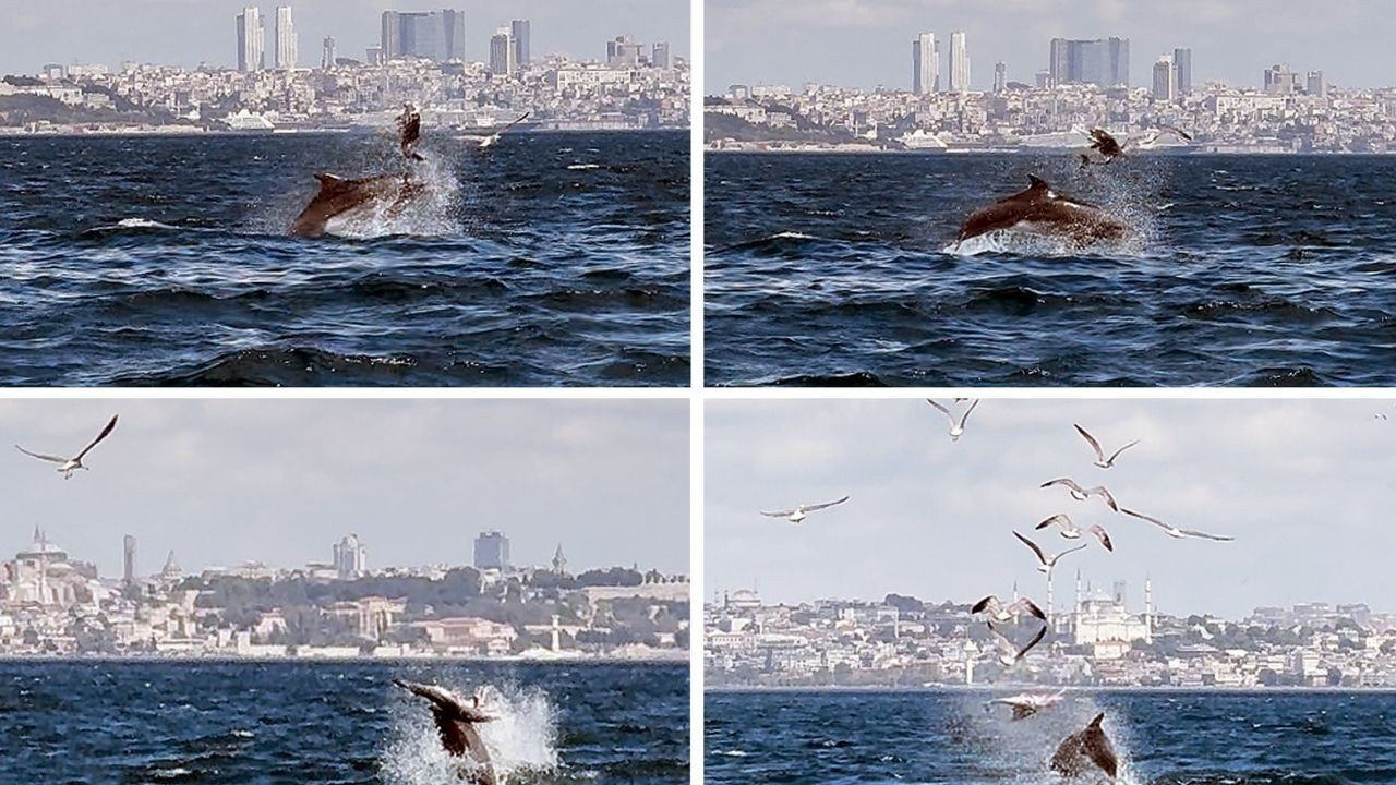 Marmara Denizi'nde çekilen görüntüler bilimsel makaleye konu oldu