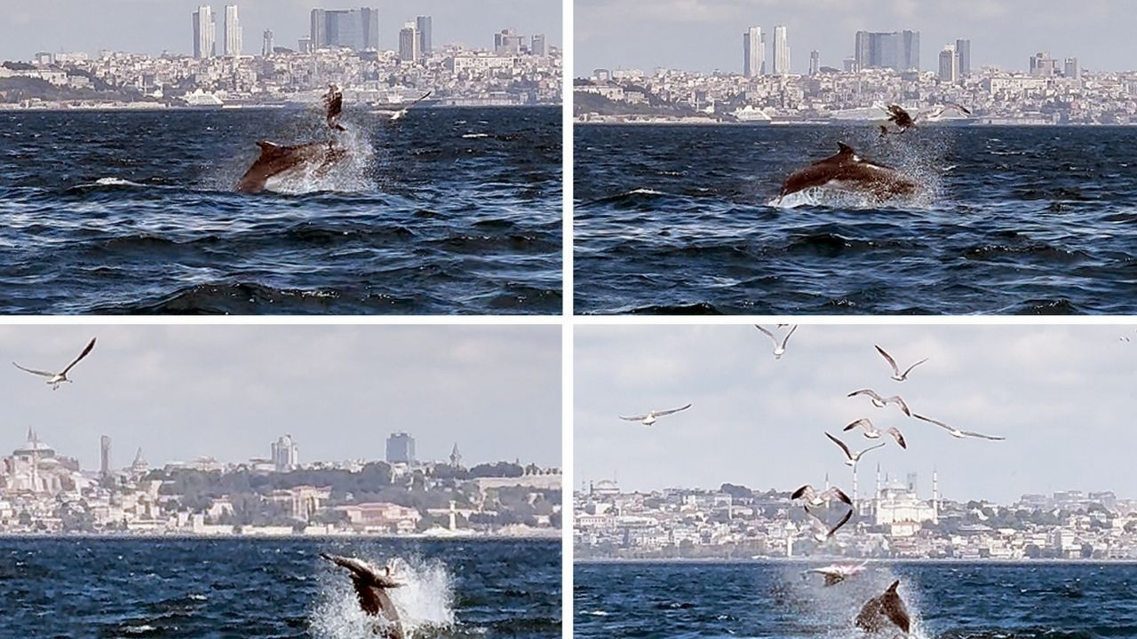 Marmara Denizi'nde çekilen görüntüler bilimsel makaleye konu oldu, dünyayla paylaşıldı - Sayfa 4