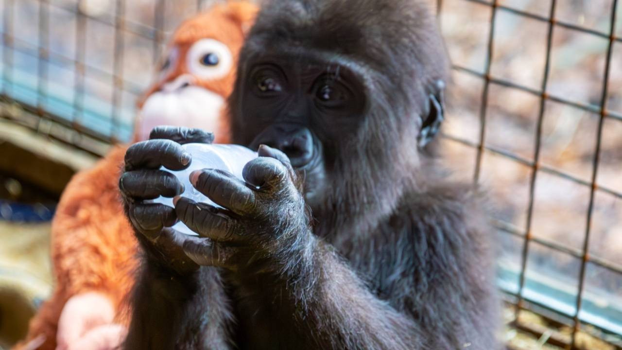 Kargo kutusunda bulunan yavru gorile 20 binin üzerinde isim önerisi