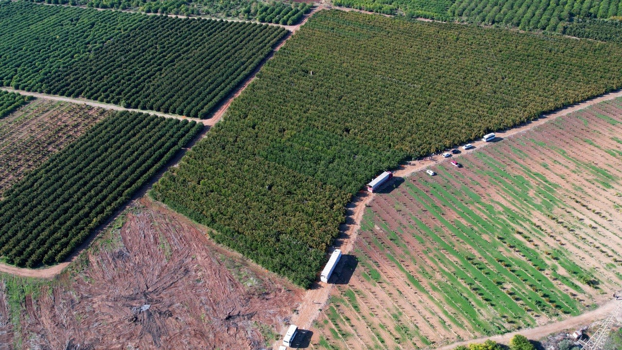 Adana'da hasadı başladı, 1 dönümden 2 ton rekolte: Tarlada kilosu 18 TL