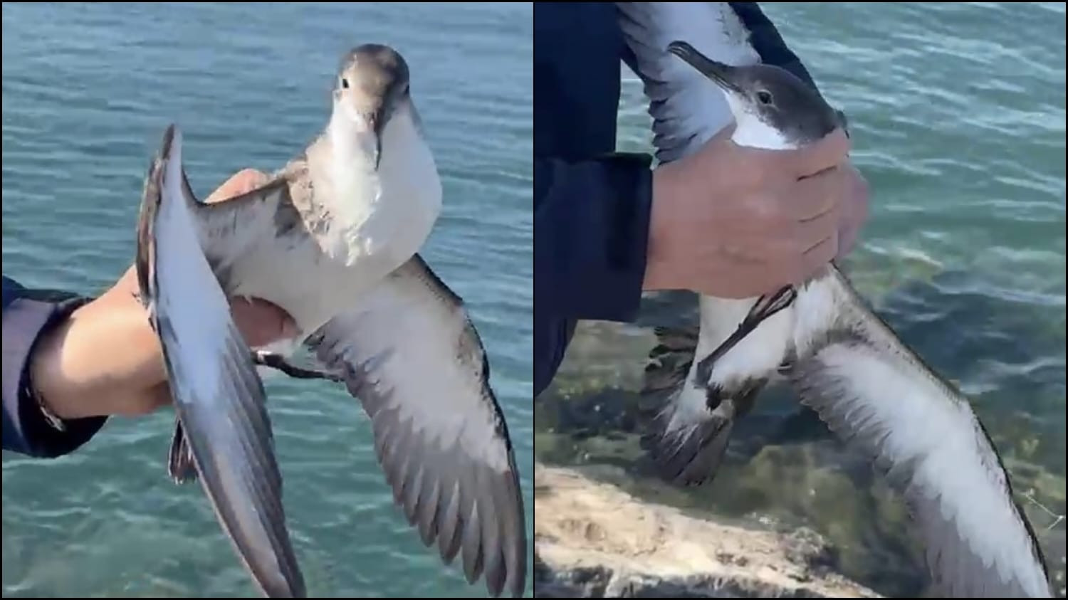 İskenderun'da amatör balıkçının oltasına martı takıldı