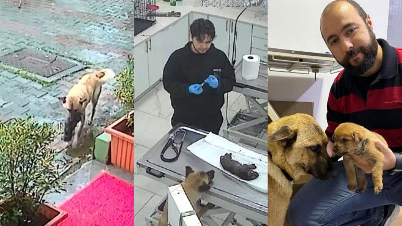 Sokak köpeği donmak üzere olan yavrusunu veterinere getirdi