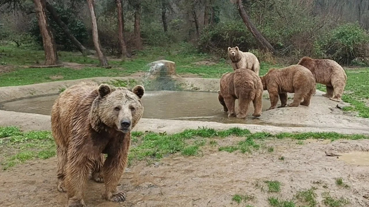 Bursa teyakkuzda: Barınaktan kaçan ayı aranıyor