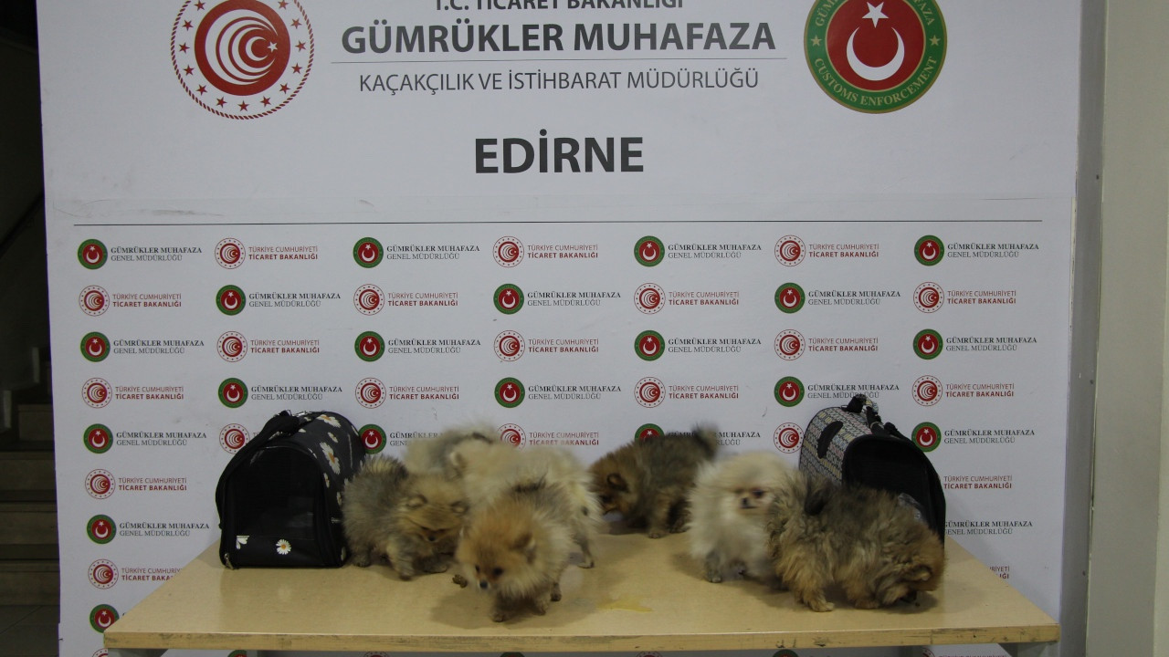 Kapıkule'de 8 adet pomeranian cinsi köpek ele geçirildi