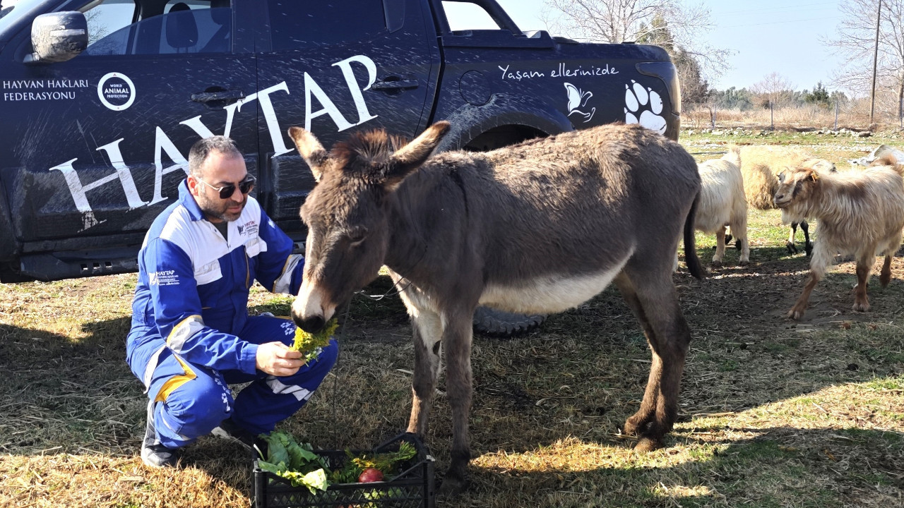 Ağaca bağlanıp ölüme terk edilmişti: Eşek 'Kadife' sağlığına kavuştu