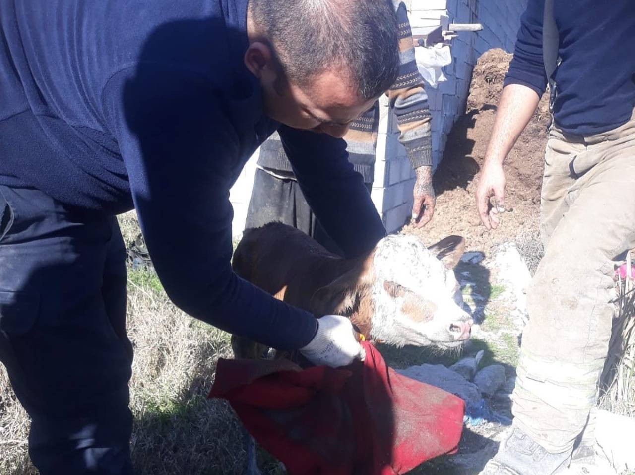 Hatay'da kanalizasyon borusuna sıkışan buzağı kurtarıldı