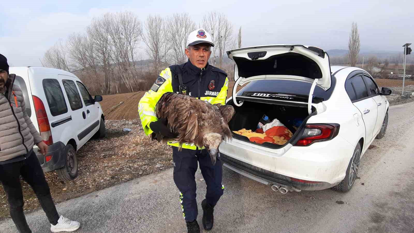 Bolu'da ölmek üzere olan yaralı akbaba kurtarıldı