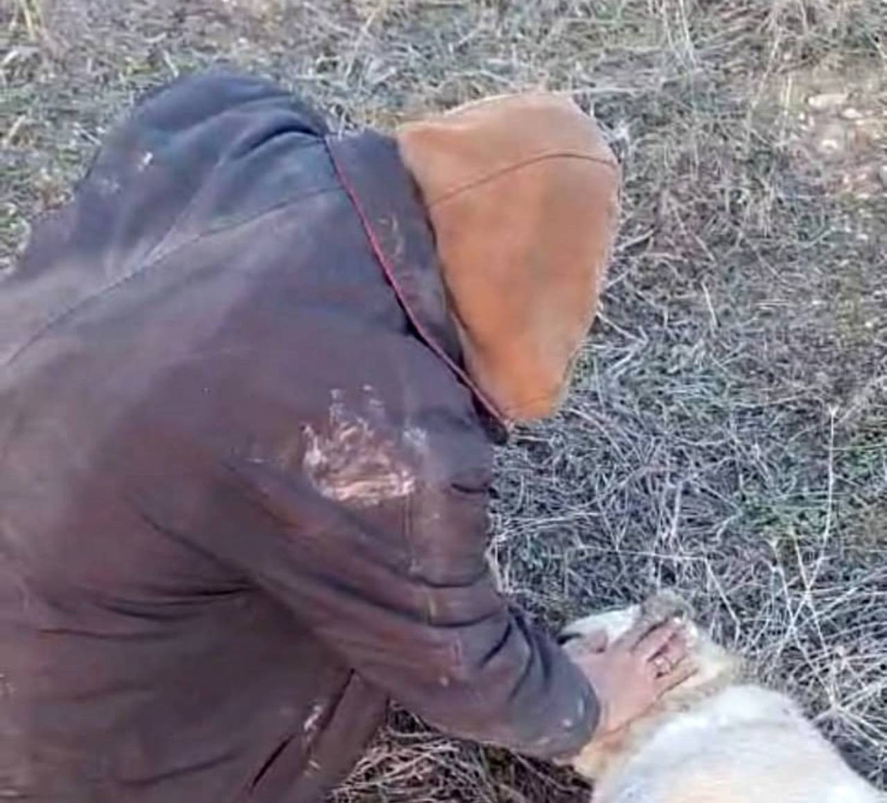 Elazığ’da bir köpek vurularak katledildi