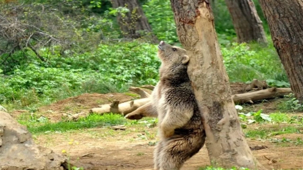 Altı yaşında ve dişi: Barınaktan kaçan bozayı 5 gündür aranıyor