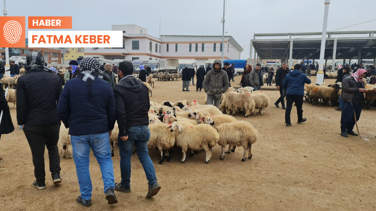 Urfa’da şap hastalığı: 'İthal hayvanlar neden oldu’ iddiası