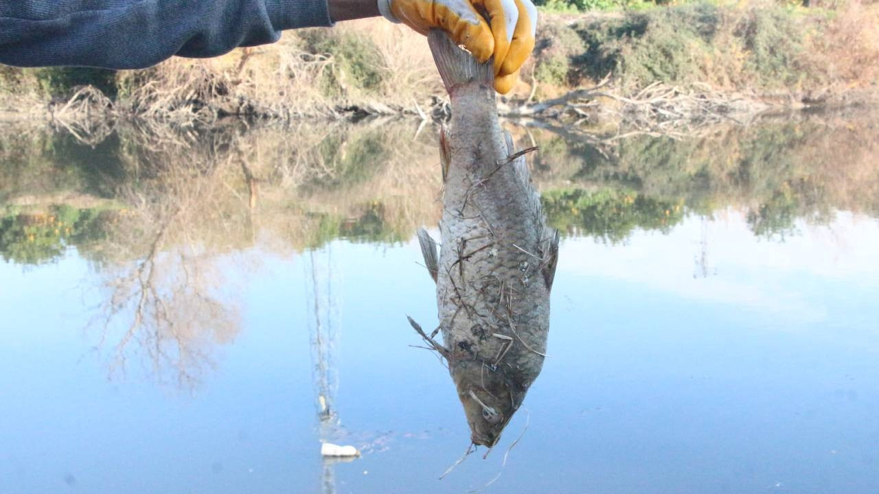 Ceyhan Nehri köpürdü: Balıklar öldü