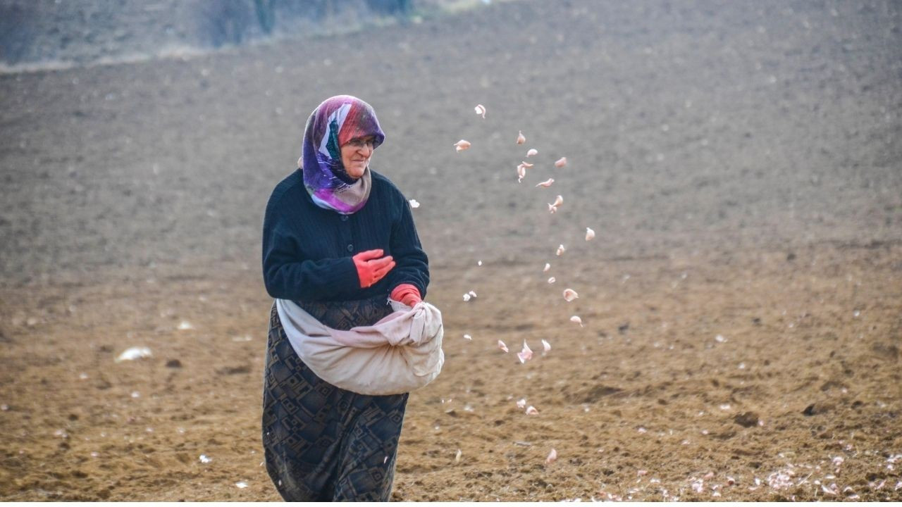 Taşköprü sarımsağında ekim başladı, hasat temmuzda yapılacak